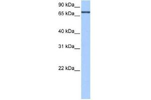 Human Liver; WB Suggested Anti-AGXT2L2 Antibody Titration: 0. (AGXT2L2 抗体  (N-Term))