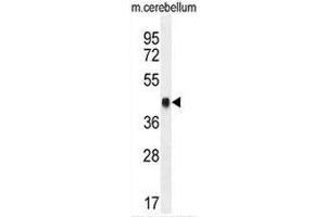 CREB1 Antibody (Center) western blot analysis in mouse cerebellum tissue lysates (35µg/lane).