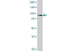 RASEF monoclonal antibody (M02), clone 1E3. (RASEF 抗体  (AA 631-740))