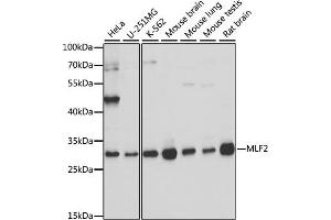Western blot analysis of extracts of various cell lines, using MLF2 antibody (ABIN7268725) at 1:1000 dilution. (MLF2 抗体  (AA 1-65))