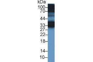 Detection of CREG1 in Mouse Ear lysate using Polyclonal Antibody to Cellular Repressor Of E1A Stimulated Genes 1 (CREG1) (CREG1 抗体  (AA 66-196))