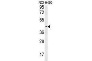 Western blot analysis in NCI-H460 cell line lysates (35ug/lane) using LAPTM5  Antibody (N-term). (LAPTM5 抗体  (N-Term))