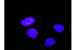 Proximity Ligation Analysis of protein-protein interactions between PDGFRB and RAF1. (RAF1 抗体  (AA 1-130))