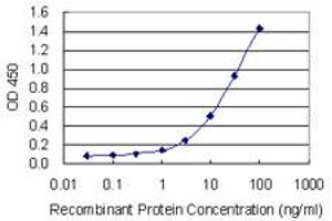Detection limit for recombinant GST tagged MALT1 is 0. (MALT1 抗体  (AA 1-813))