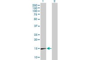 Western Blot analysis of SNCA expression in transfected 293T cell line by SNCA MaxPab polyclonal antibody. (SNCA 抗体  (AA 1-140))