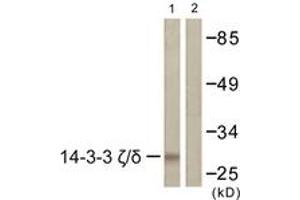 Western blot analysis of extracts from K562 cells, using 14-3-3 zeta/delta (Ab-232) Antibody. (14-3-3 zeta 抗体  (AA 196-245))