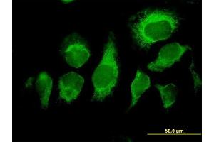 Immunofluorescence of purified MaxPab antibody to MDS028 on HeLa cell. (ITFG2 抗体  (AA 1-447))