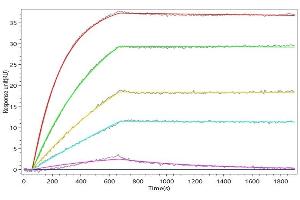 TACSTD2 Recombinant Monoclonal Antibody (ABIN7797370) captured on Protein A Chip can bind Human TACSTD2 with an affinity constant of 2.
