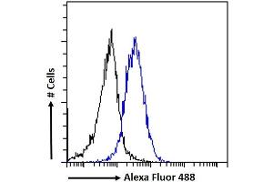(ABIN263149) Flow cytometric analysis of paraformaldehyde fixed A549 cells (blue line), permeabilized with 0. (ETV1 抗体  (Internal Region))