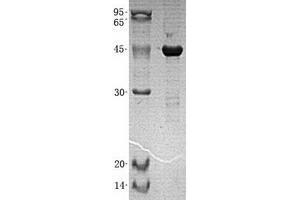 Validation with Western Blot