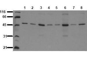 Western Blotting (WB) image for anti-Glycogen Synthase Kinase 3 alpha (GSK3a) antibody (ABIN126803) (GSK3 alpha 抗体)