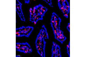 Immunofluorescence of paraffin embedded mouse small intestine using SHF-1 (ABIN7075710) at dilution of 1:600 (400x lens) (SHF 抗体)