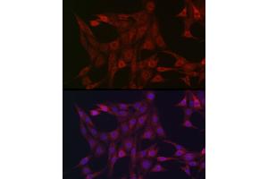 Immunofluorescence (IF) image for anti-Signal Transducer and Activator of Transcription 3 (Acute-Phase Response Factor) (STAT3) (AA 640-770) antibody (ABIN6148568)