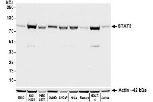 Western Blotting (WB) image for anti-Signal Transducer and Activator of Transcription 3 (Acute-Phase Response Factor) (STAT3) (AA 175-225) antibody (ABIN7455098)