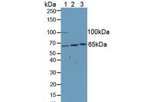 Figure. (KLC1 抗体  (AA 1-254))