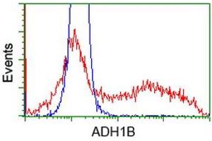 HEK293T cells transfected with either RC205391 overexpress plasmid (Red) or empty vector control plasmid (Blue) were immunostained by anti-ADH1B antibody (ABIN2454586), and then analyzed by flow cytometry. (ADH1B 抗体)