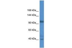 Image no. 1 for anti-Actin Filament Associated Protein 1-Like 2 (AFAP1L2) (AA 66-115) antibody (ABIN6746781) (AFAP1L2 抗体  (AA 66-115))