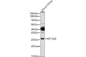Western blot analysis of extracts of Mouse kidney, using MT-CO3 antibody (ABIN7266635) at 1:1000 dilution. (COX3 抗体)