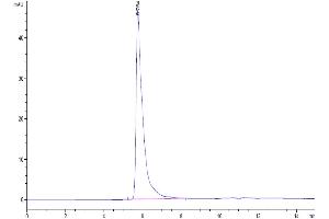The purity of Human Siglec-8 is greater than 95 % as determined by SEC-HPLC.