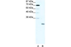 Western Blotting (WB) image for anti-Inhibitor of DNA Binding 4, Dominant Negative Helix-Loop-Helix Protein (ID4) antibody (ABIN2461635) (ID4 抗体)
