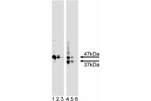 Western blot analysis of caspase-9. (Caspase 9 抗体  (N-Term))