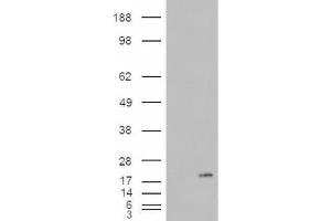 Western Blotting (WB) image for anti-Phospholipase A2, Group IB (PLA2G1B) (C-Term) antibody (ABIN2466123) (PLA2G1B 抗体  (C-Term))