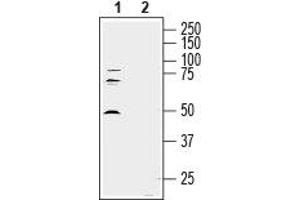 Western Blotting (WB) image for anti-Semaphorin 7A, GPI Membrane Anchor (John Milton Hagen Blood Group) (SEMA7A) (AA 190-203), (Extracellular) antibody (ABIN7043613)