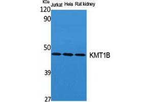 Western Blot (WB) analysis of specific cells using KMT1B Polyclonal Antibody. (SUV39H2 抗体  (Internal Region))