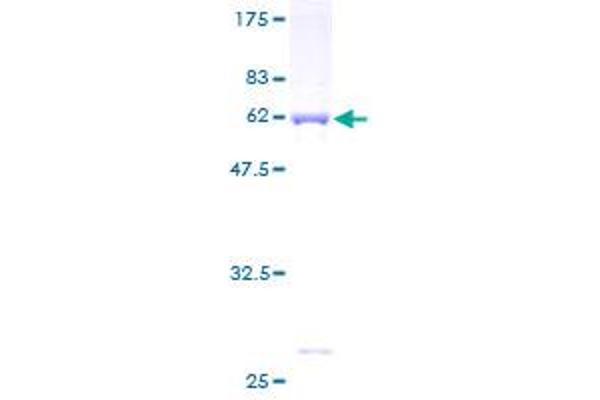 ANXA8L2 Protein (AA 1-327) (GST tag)