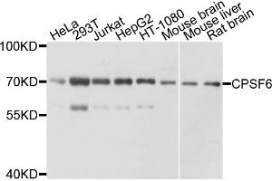 Western blot analysis of extracts of various cell lines, using CPSF6 antibody (ABIN6003527) at 1/1000 dilution. (CPSF6 抗体)
