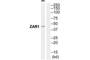 Western blot analysis of extracts from 293 cells, using ZAR1 antibody.