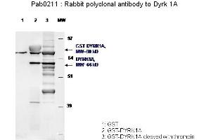 Image no. 1 for anti-Dual-Specificity tyrosine-(Y)-phosphorylation Regulated Kinase 1A (DYRK1A) antibody (ABIN347093) (DYRK1A 抗体)