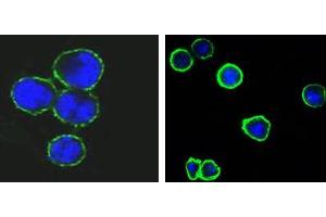 Confocal immunofluorescence analysis of methanol-fixed BCBL-1 (left) and L1210 (right) cells using CD37 mouse mAb(green), showing membrane localization. (CD37 抗体)