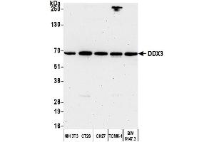 Western Blotting (WB) image for anti-DEAD (Asp-Glu-Ala-Asp) Box Polypeptide 3, X-Linked (DDX3X) (AA 1-50) antibody (ABIN7454637) (DDX3X 抗体  (AA 1-50))