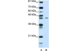 Western Blotting (WB) image for anti-Zinc Finger Protein 17 (ZNF17) antibody (ABIN2461809) (ZNF17 抗体)