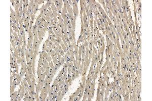 ABIN7096895 and ABIN7100961 at 1/100 staining rat heart tissue by IHC-P. (MPV17L2 抗体)