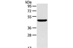 Western Blot analysis of Mouse liver tissue using TM7SF2 Polyclonal Antibody at dilution of 1:400