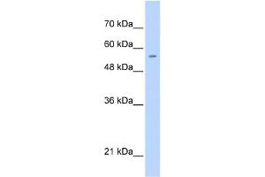WB Suggested Anti-PGS1 Antibody Titration:  0. (PGS1 抗体  (C-Term))