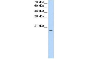 EDG8 antibody used at 2. (S1PR5 抗体  (N-Term))