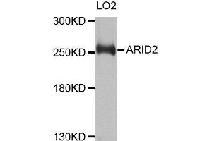 Western blot analysis of extracts of LO2 cells, using ARID2 antibody (ABIN5996429) at 1/1000 dilution. (ARID2 抗体)