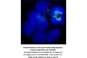 Image no. 2 for anti-Budding Uninhibited By Benzimidazoles 1 Homolog beta (Yeast) (BUB1B) antibody (ABIN363218) (BUB1B 抗体)