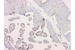 IHC analysis of SRCIN1 using anti-SRCIN1 antibody (ABIN6719623).