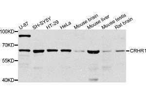 Western blot analysis of extracts of various cell lines, using CRHR1 antibody (ABIN5974846) at 1/1000 dilution. (CRHR1 抗体)