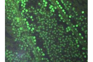 Immunofluorescence (IF) image for anti-Histone 3 (H3) (AA 1-136) antibody (ABIN7439303)
