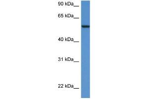 Western Blotting (WB) image for anti-Proto-oncogene tyrosine-protein kinase Src (Src) (N-Term) antibody (ABIN486941) (Src 抗体  (N-Term))
