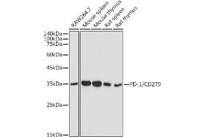 Western blot analysis of extracts of various cell lines, using PD-1/CD279 antibody (ABIN6127594, ABIN6145334, ABIN6145335 and ABIN6221230) at 1:500 dilution. (PD-1 抗体  (AA 21-170))