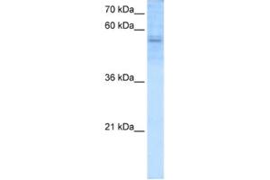 Western Blotting (WB) image for anti-Recombination Signal Binding Protein For Immunoglobulin kappa J Region (RBPJ) antibody (ABIN2460193) (RBPJ 抗体)