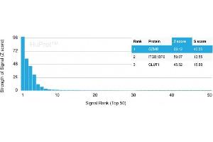 Analysis of Protein Array containing >19,000 full-length human proteins using Granzyme B Monospecific Mouse Monoclonal Antibody (GZMB/3056) Z- and S- Score: The Z-score represents the strength of a signal that a monoclonal antibody (MAb) (in combination with a fluorescently-tagged anti-IgG secondary antibody) produces when binding to a particular protein on the HuProtTM array. (GZMB 抗体  (AA 73-187))