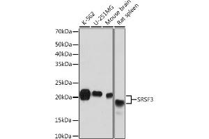 Western blot analysis of extracts of various cell lines, using SRSF3 Rabbit mAb (ABIN7270216) at 1:1000 dilution. (SRSF3 抗体)