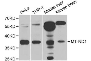 Western blot analysis of extracts of various cell lines, using MT-ND1 antibody. (MT-ND1 抗体)